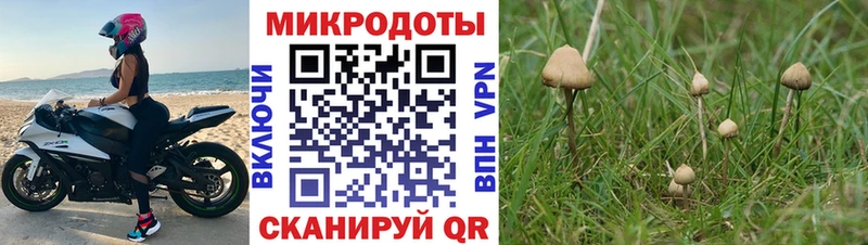 Галлюциногенные грибы Psilocybe  Купить где  Каргат 